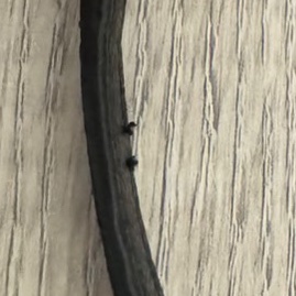 YSL MONOGRAM系列V字縫線魚子醬牛皮WOC信封斜背包-17