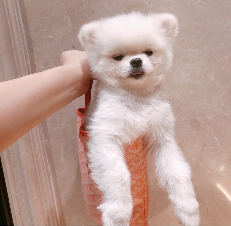 【全新✨少女心爆棚💅🏻稀有色🩷】Goyard tote mini 樱花粉 托特包 限定版-1