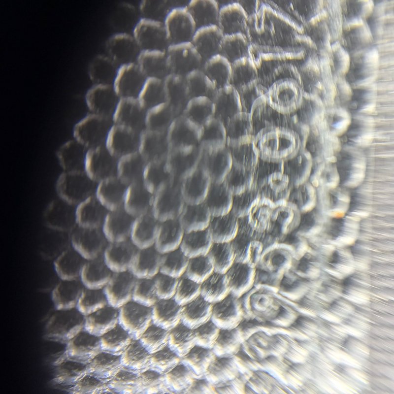 Saint Laurent Monogram Woc 链条包-1