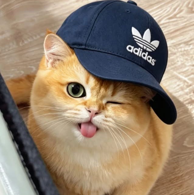 炘炘
