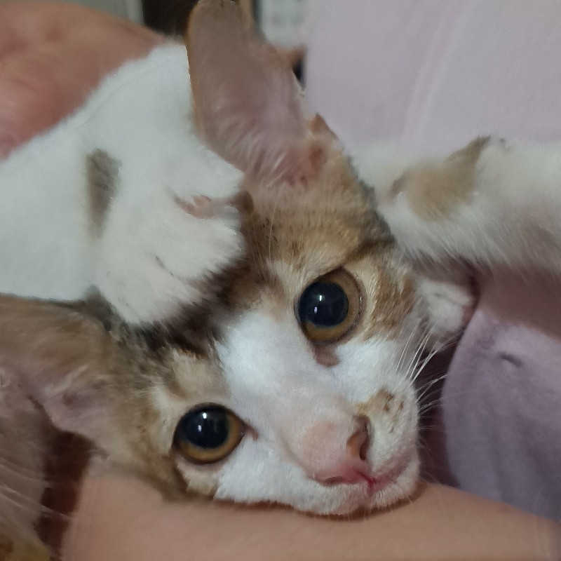 屁萱臭傑滴麻